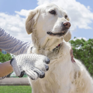 Handske för att borsta hund eller katt