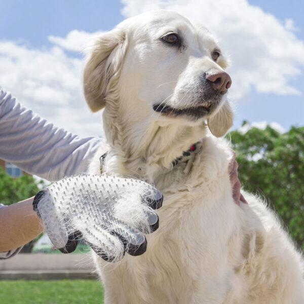 Handske för att borsta hund eller katt